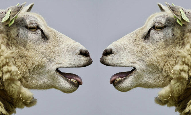 4 Arten der Kommunikation und 4 Arten des Zuhörens nach Otto Scharmer: Labert ihr noch oder fühlt ihr schon? In diesem Artikel erfährst du, wie ihr vom Du zum Wir kommt. Auf dem Bild sind metaphorisch zwei Schafe abgebildet, die sich anblöken.