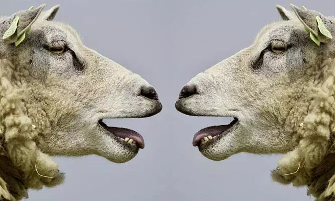 4 Arten der Kommunikation und 4 Arten des Zuhörens nach Otto Scharmer: Labert ihr noch oder fühlt ihr schon? In diesem Artikel erfährst du, wie ihr vom Du zum Wir kommt. Auf dem Bild sind metaphorisch zwei Schafe abgebildet, die sich anblöken.